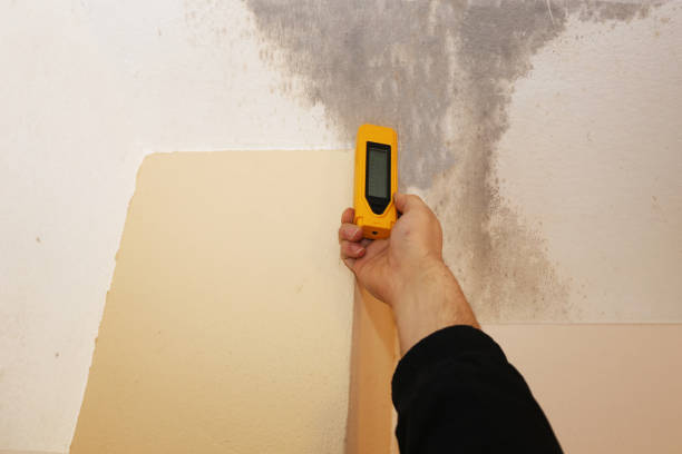 Best Mold Damage Restoration  in Kathleen, FL