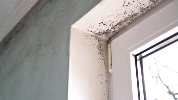 Best Basement Mold Removal  in Kathleen, FL