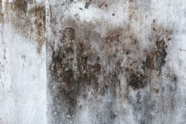 Best Mold Remediation for Rental Properties  in Kathleen, FL