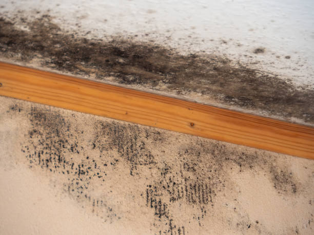 Best Post-Remediation Verification Testing  in Kathleen, FL