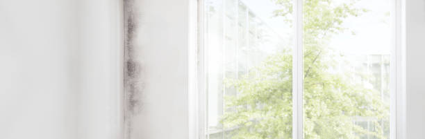 Best Attic Mold Removal  in Kathleen, FL