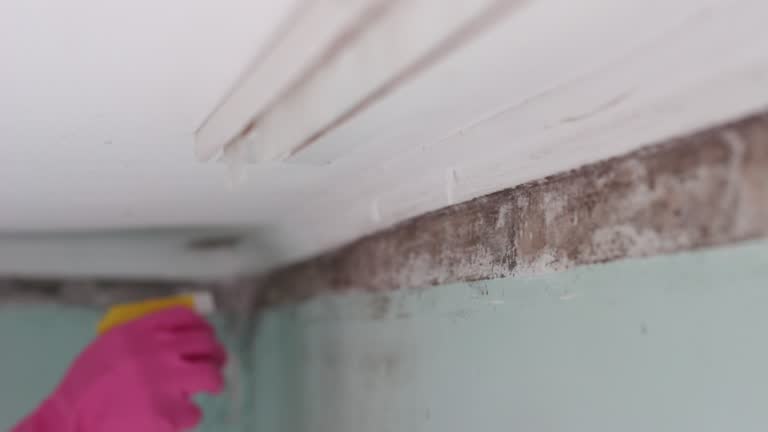 Trusted Kathleen, FL Mold Removal Experts